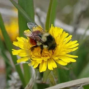 thumbnail for publication: Zombie Fly (suggested common name) Apocephalus borealis Brues (Insecta: Diptera: Phoridae)